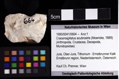 Foto (Objket + Etiketten) von Cracensigillatus acutirostris (Moericke, 1889) 